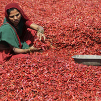 Woman working on a chili farm in India.