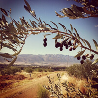 Tulbagh Valley Olive Farm in South Africa.