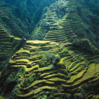 Banaue Rice Terraces in the Philippines. 2000-year old terraces created to provide steps where farmers could grow rice.