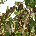 Coffee cherries in a tree near Mubende.
