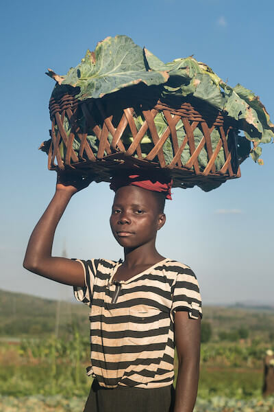 A day laborer collecting cabbage, Manica Province, Mozambique