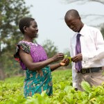 Malawi: Sinyala Chafala and her loan officer meet in her tea field near Mulanje.