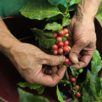Farmer harvesting coffee in Colombia.