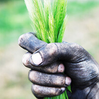 A fistful of wheat = life. Photo by ONE.org.