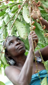 Coffee farmer Teddy Namagembe.