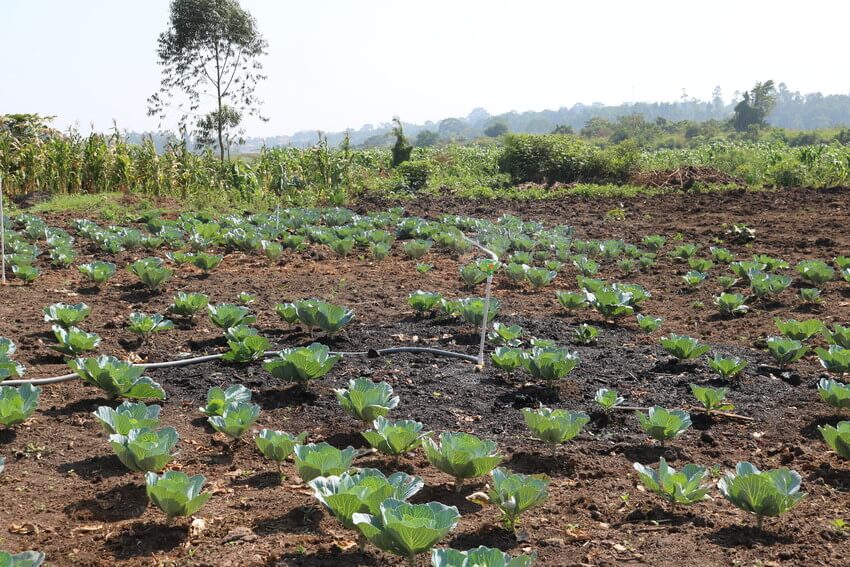 A irrigation training plot in Kampala, Uganda.