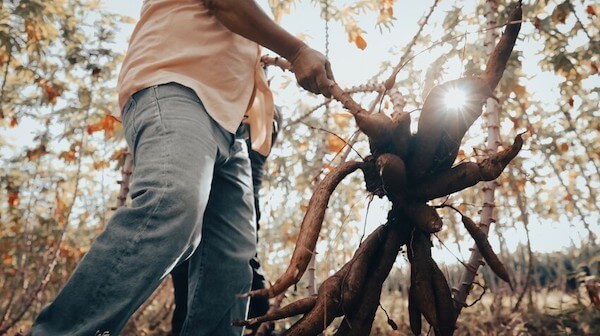 Ein Bauer in Nicaragua hält Yucca-Ernte.