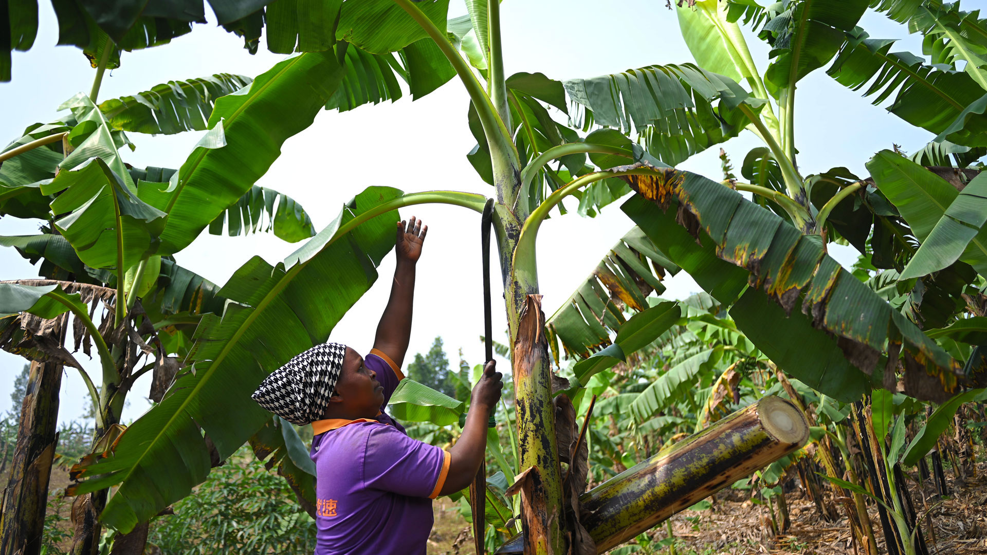 Dorika, a farmer and savings group member, tends to her crops in Uganda