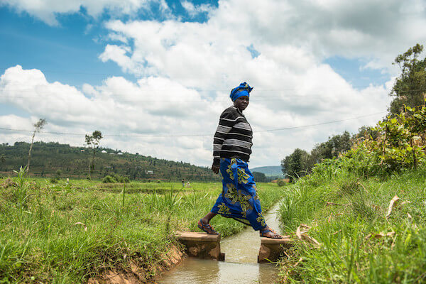 Eine Bäuerin in Muhanga, Ruanda, tritt über das provisorische Bewässerungssystem rund um ihre Reisfelder.