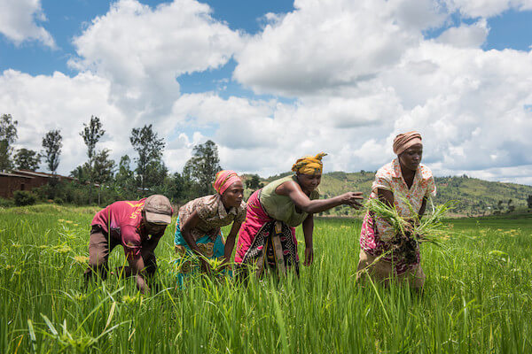 Frauen im Reisfeld im Distrikt Kirehe, Ruanda