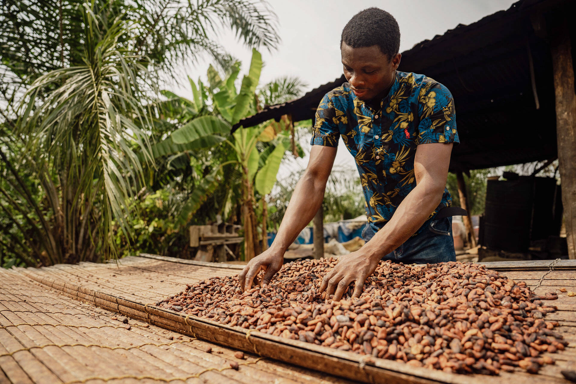 Godwin inspects his dried cocoa beans