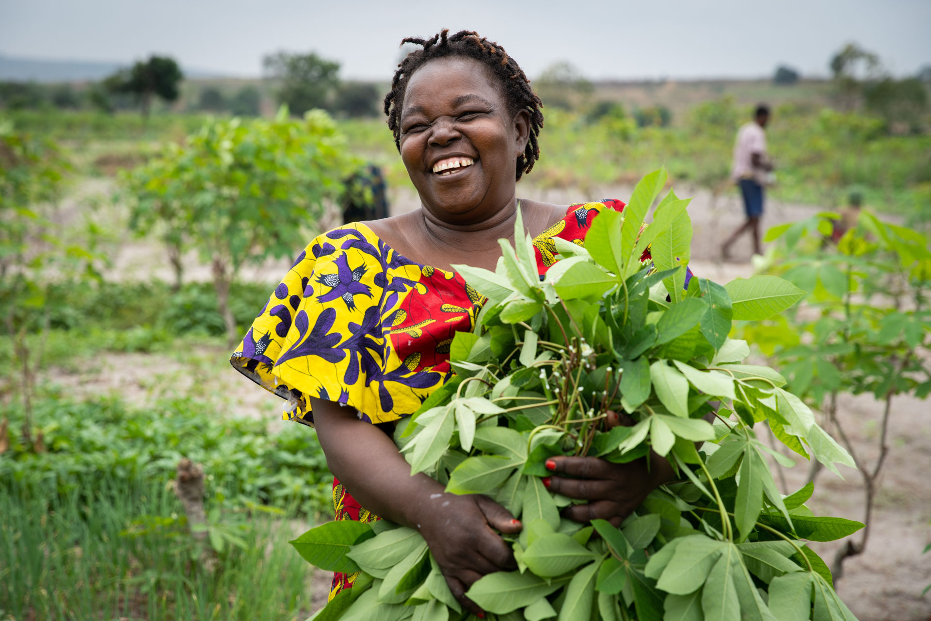 Farmer clutching a bunch of recently harvested cassava leaves